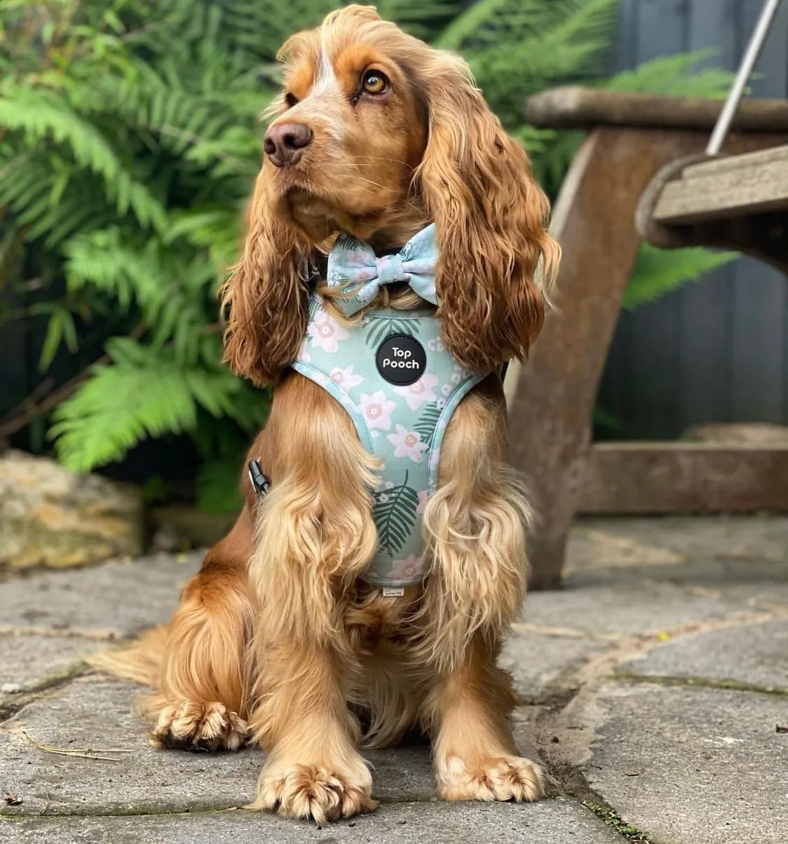 Tropics Dog Harness
