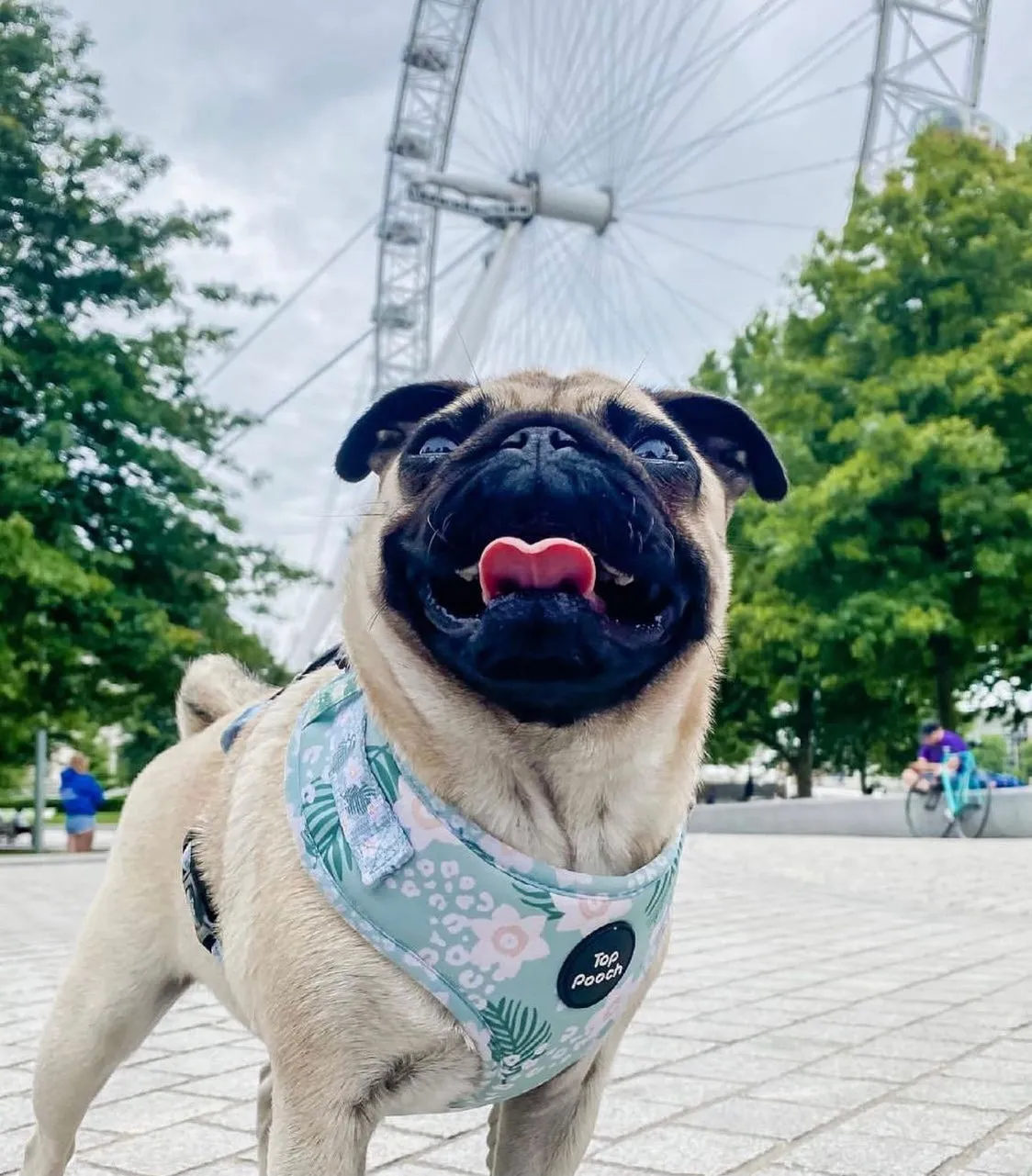 Tropics Dog Harness