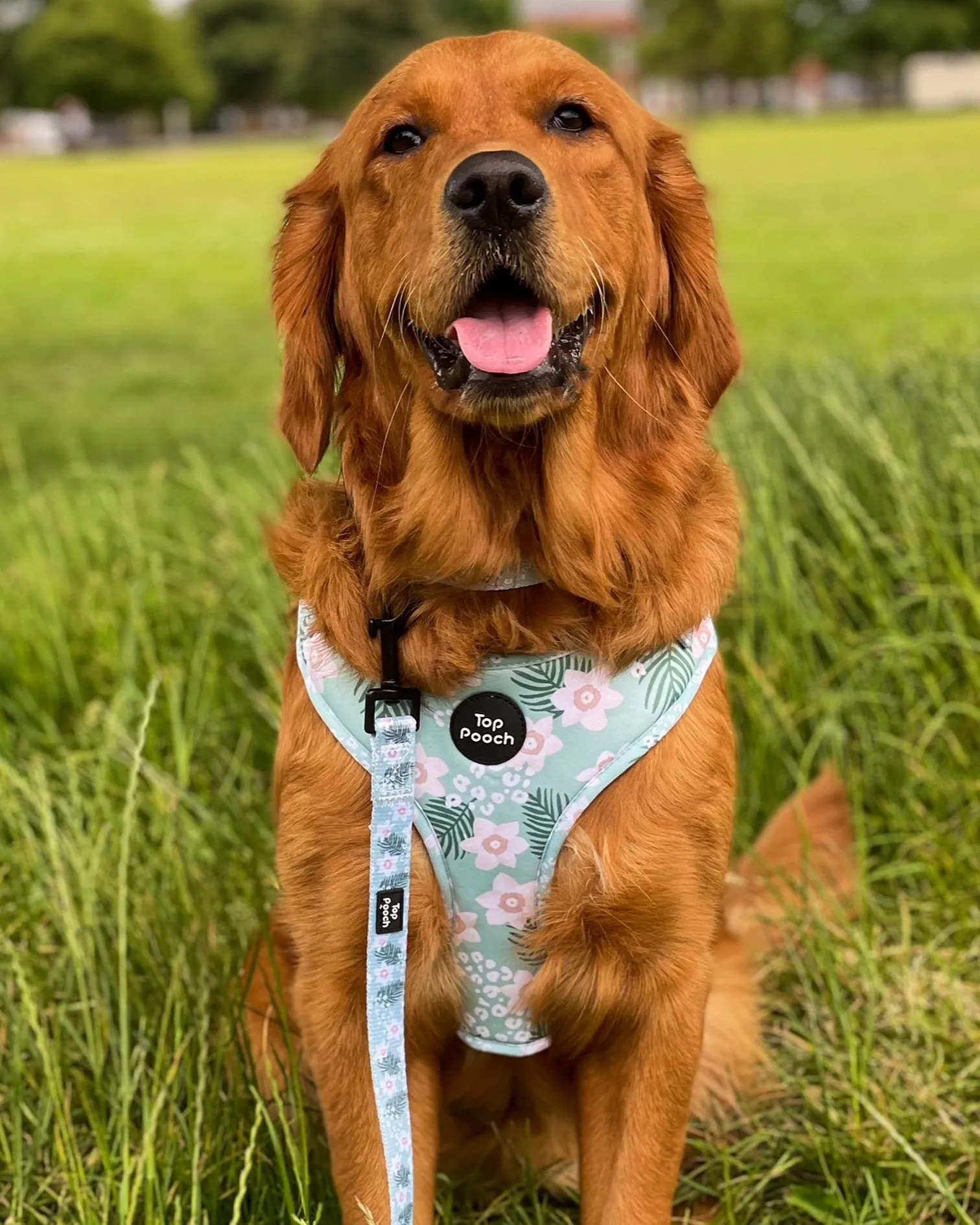 Tropics Dog Harness