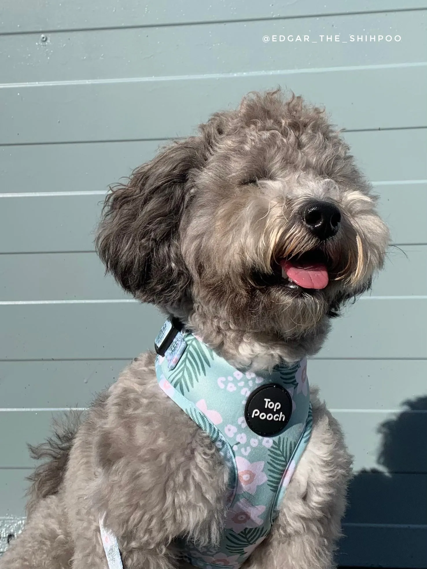 Tropics Dog Harness
